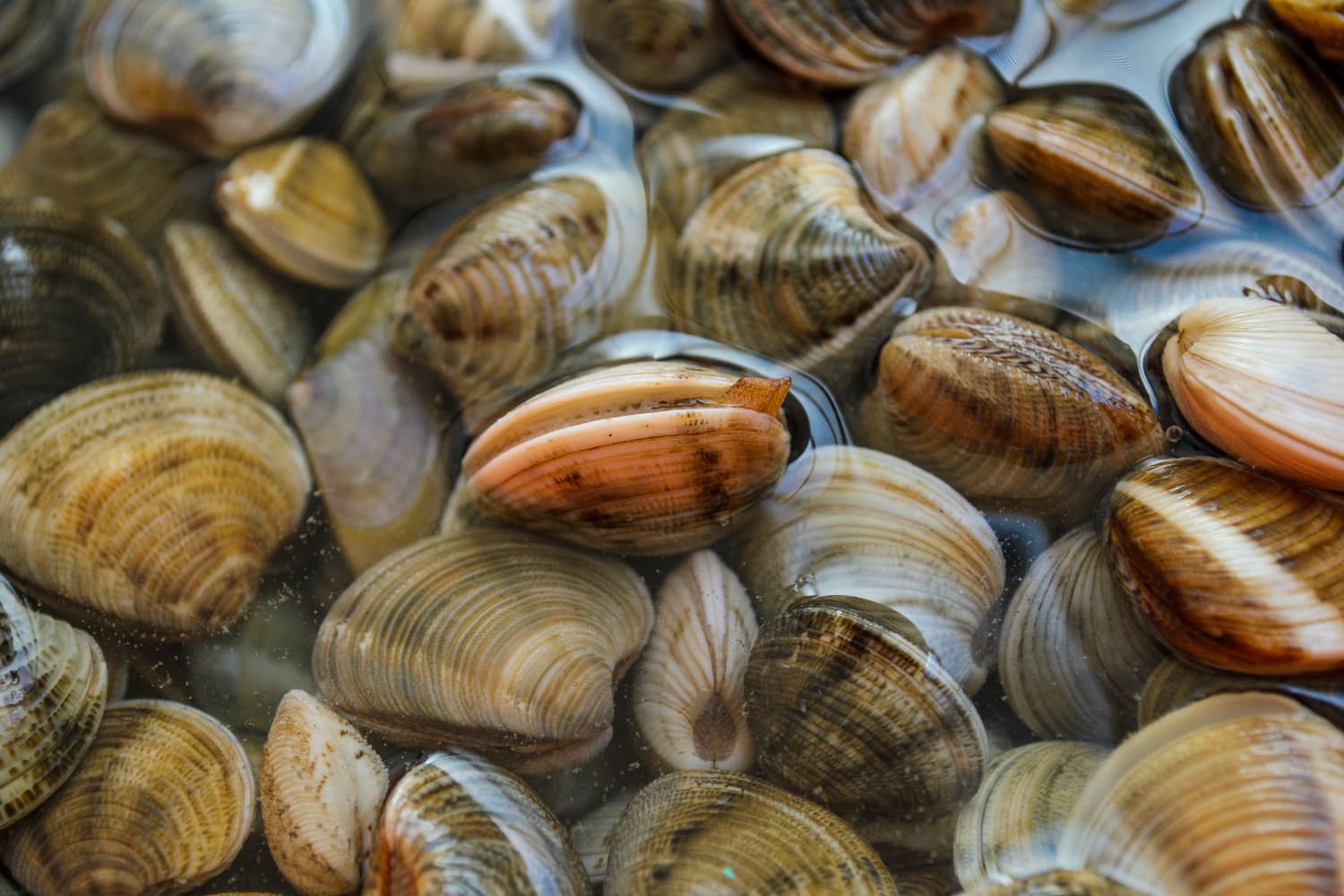How To Clean Sand Out Of Clams | Kitchn