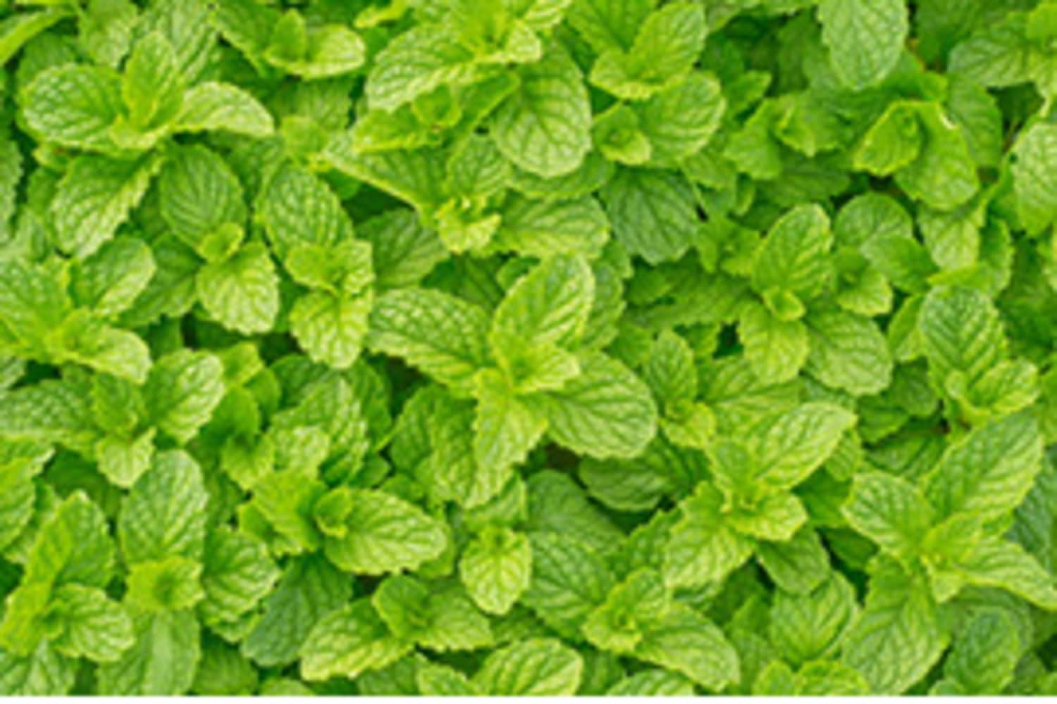 Does “Mint” Mean Peppermint or Spearmint?