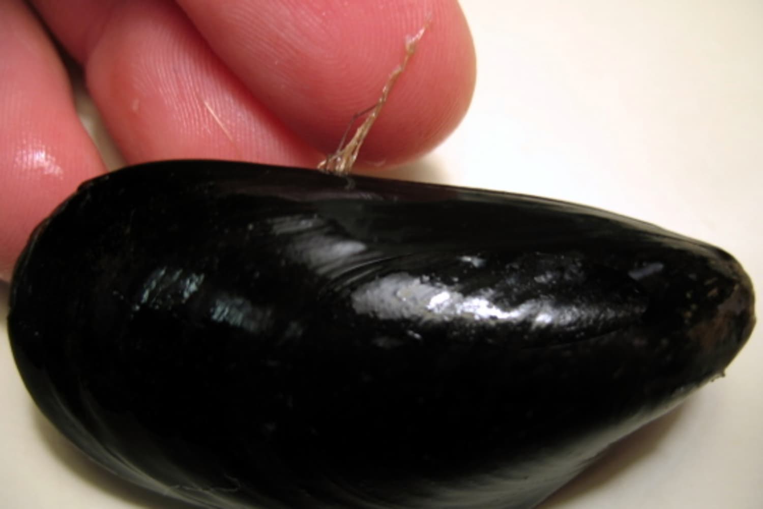 How To Clean And Debeard Mussels | Kitchn