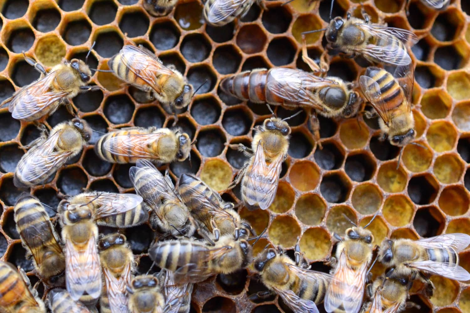 How do Honeybees Make A Honeycomb? Read the Blog To Learn More