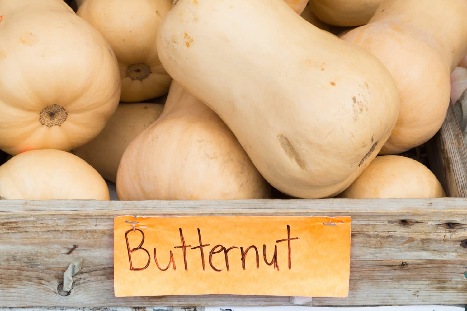 How To Tell When Butternut Squash Is Ripe