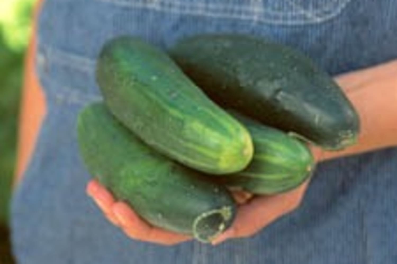 Cucumber Primer Kirby, Gherkin