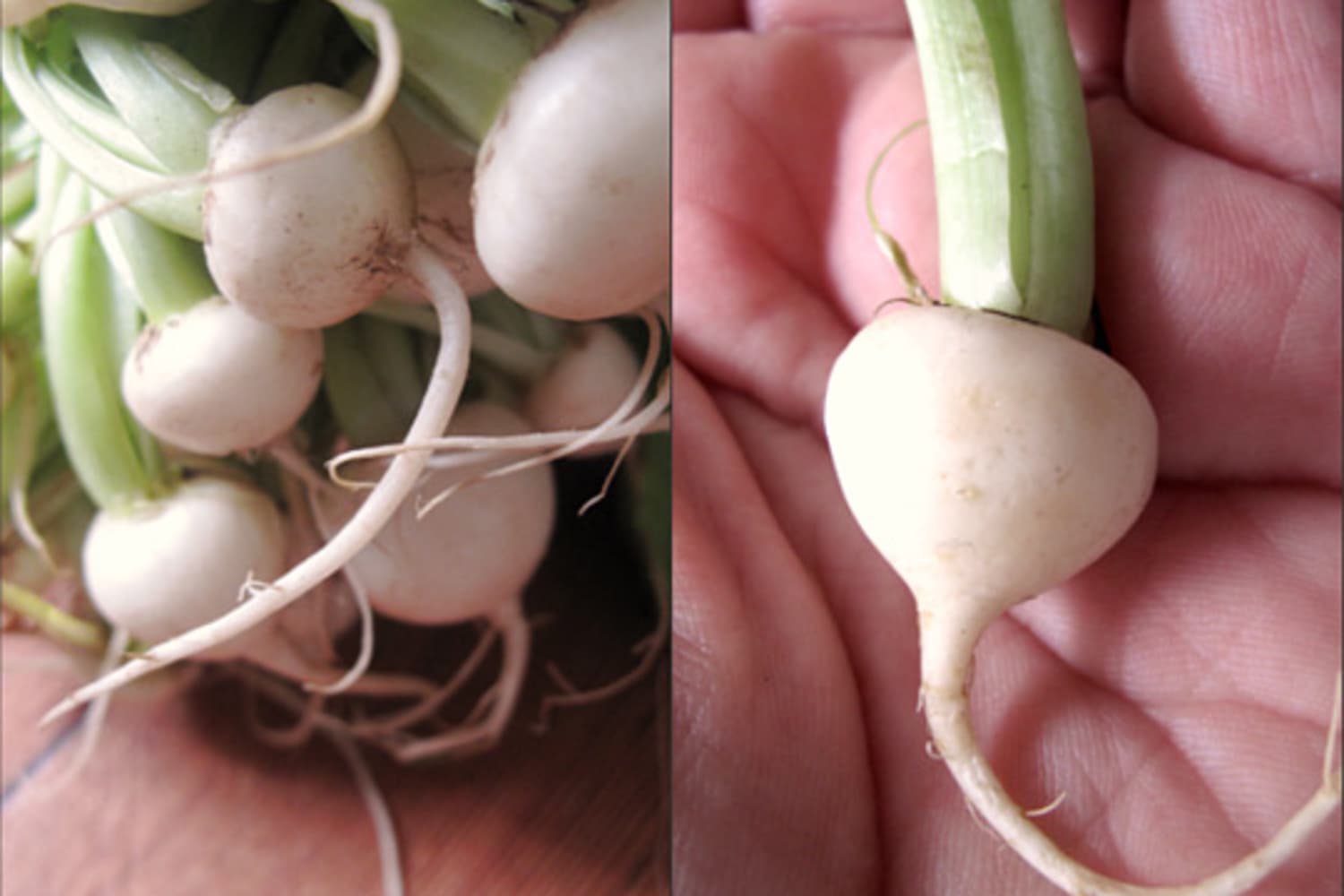 Blog– Tiny Turnip