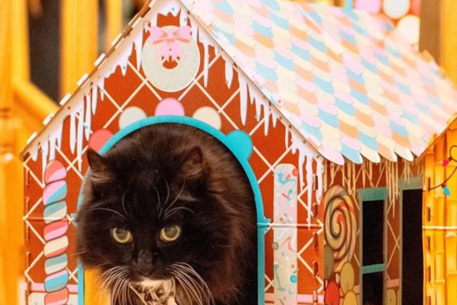 ALDI Fans Are Obsessed with These 8 Holiday Cat Houses The Kitchn