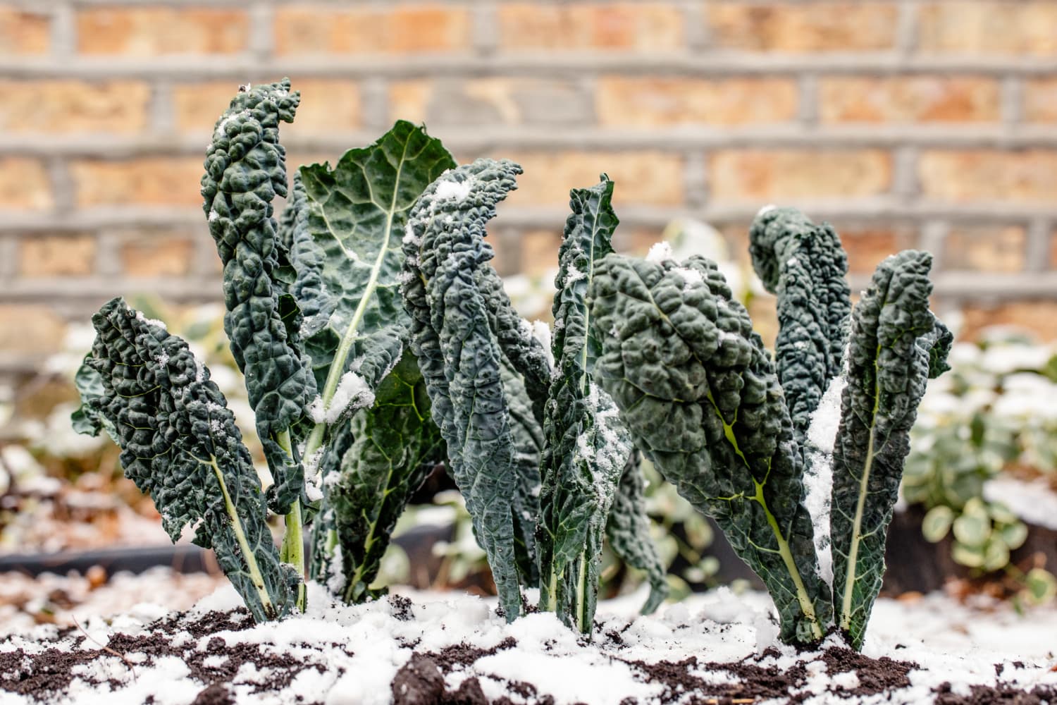 4 Leafy Greens to Grow in the Winter Kale, Spinach The Kitchn