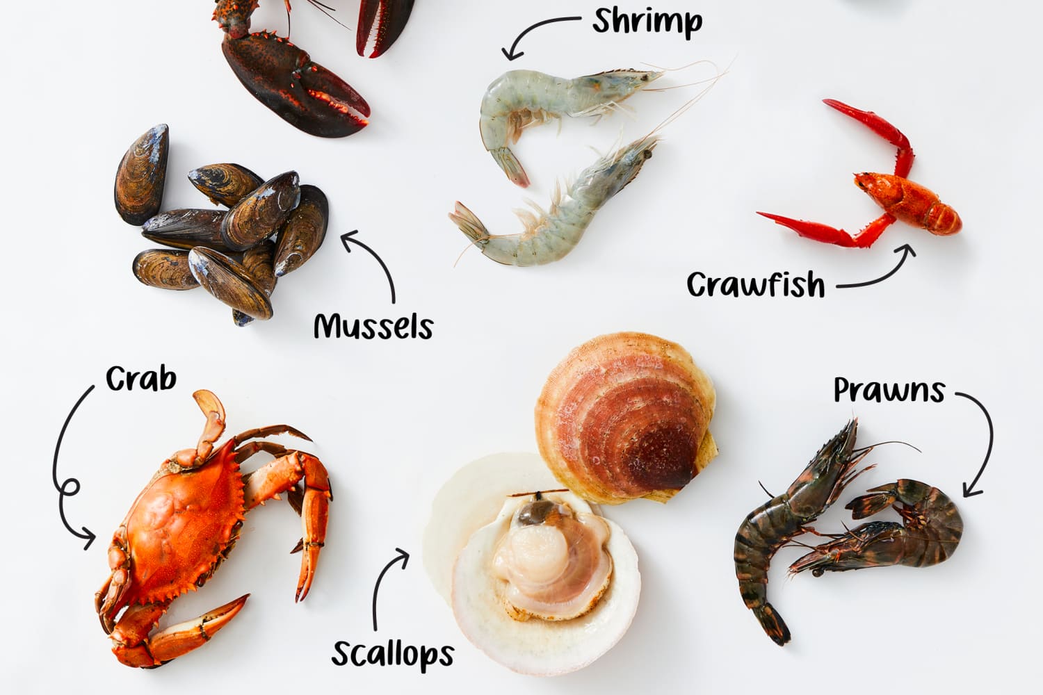 Types Of Shellfish Lead