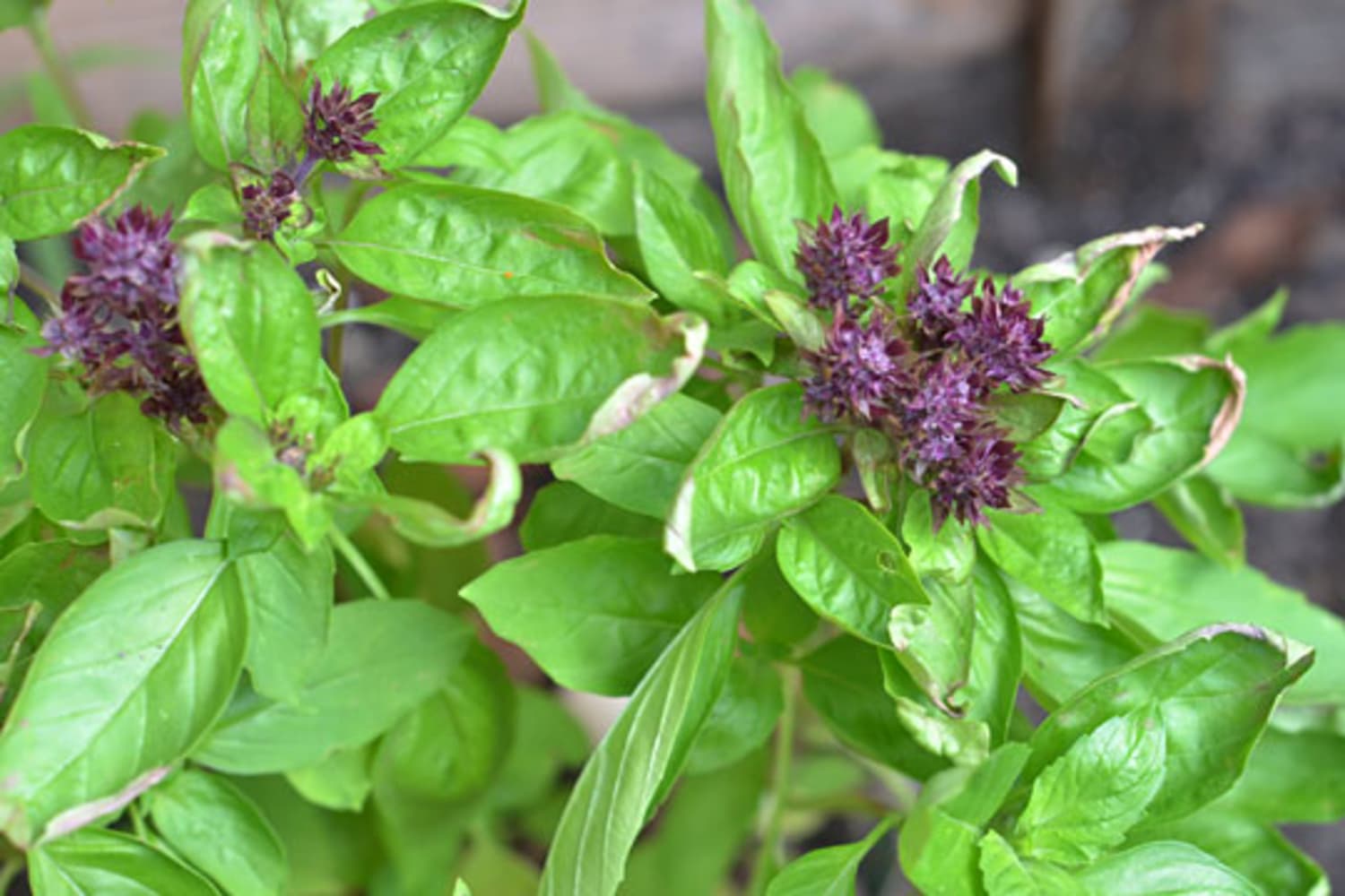 Basil Flower How Tos What to Do With A Flowering Basil Plant