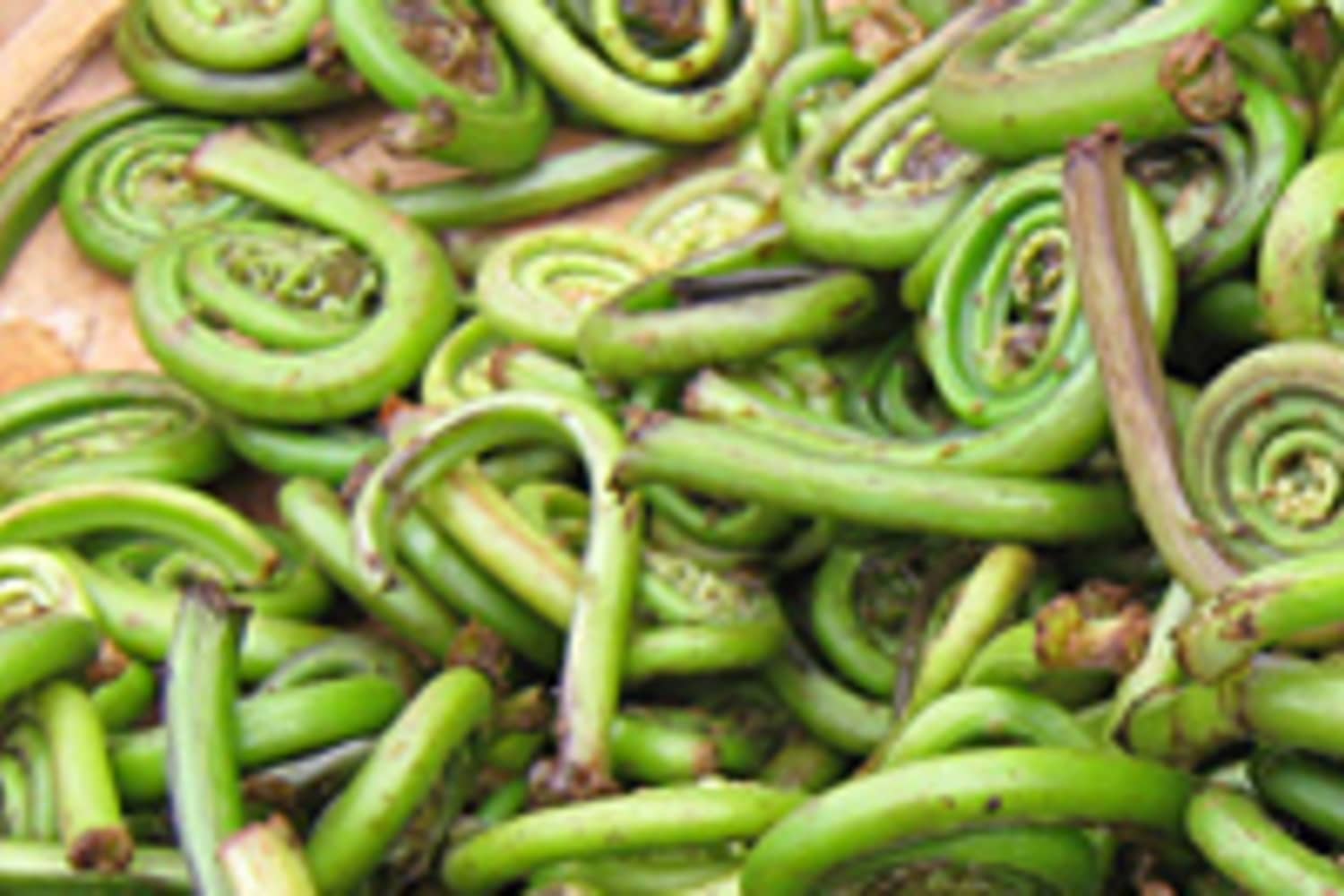 22  Plant With Fiddleheads Nyt TorquilBrodie
