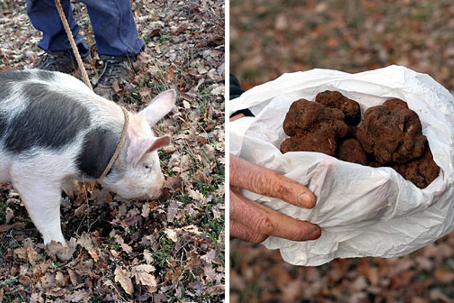 What Is a Truffle? Here's What You Should Know The Kitchn