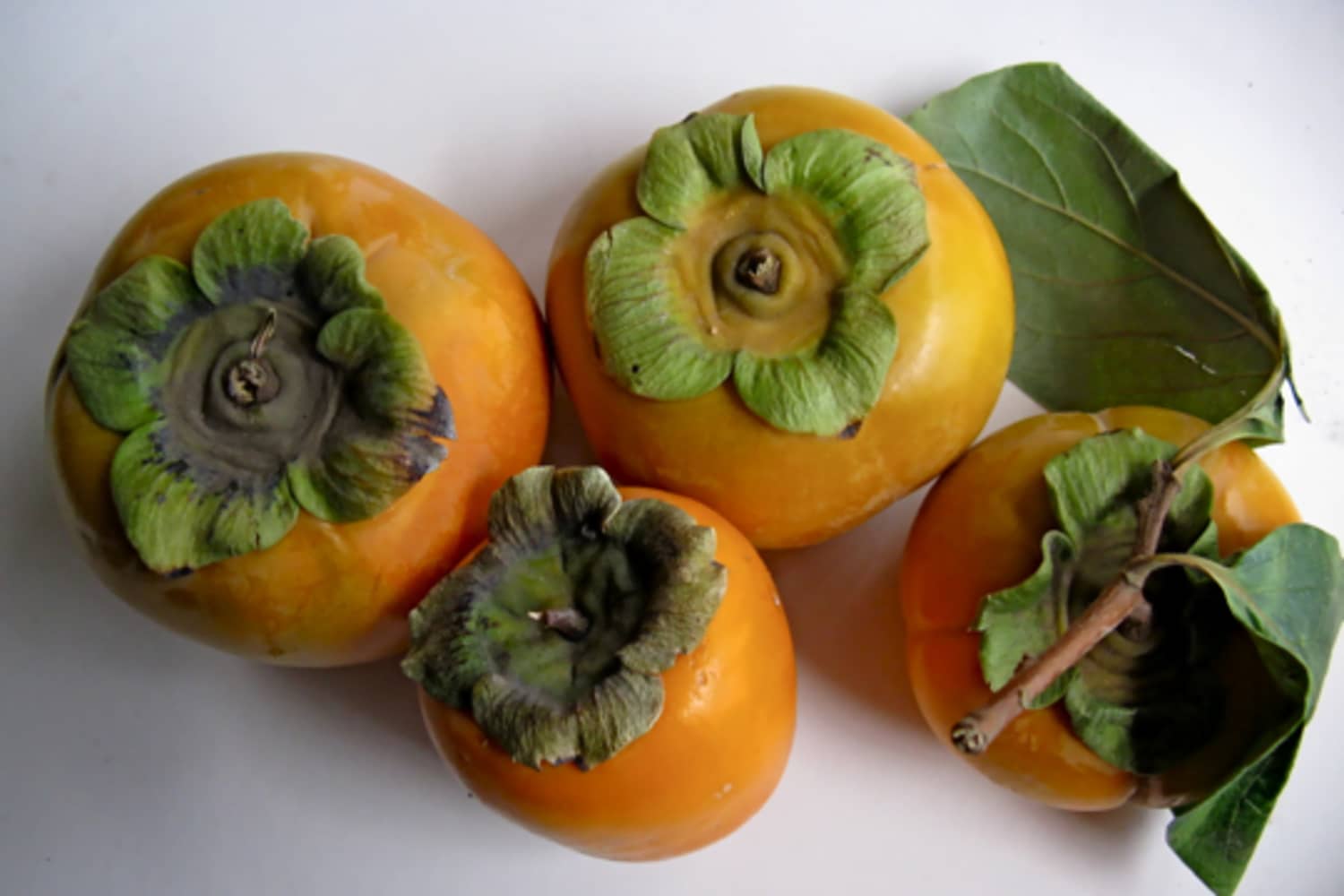Persimmon Genuine ドライバー