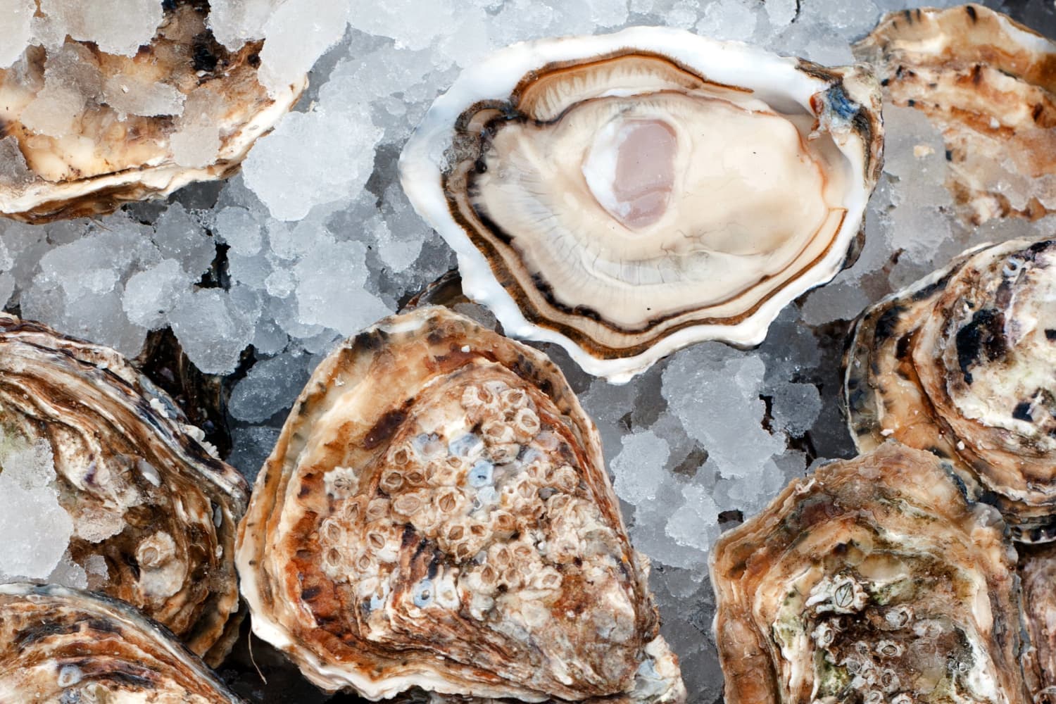 There s A Recall For Wild Harvest Oysters Here s Why The Kitchn