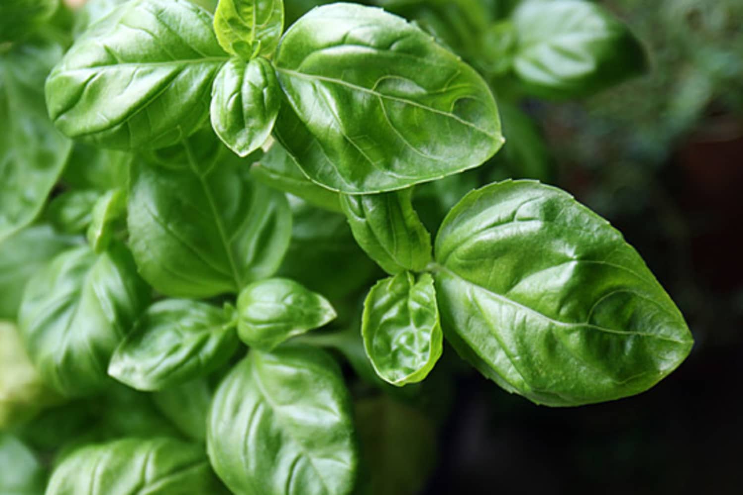 3 Ways to Preserve Fresh Basil The Kitchn