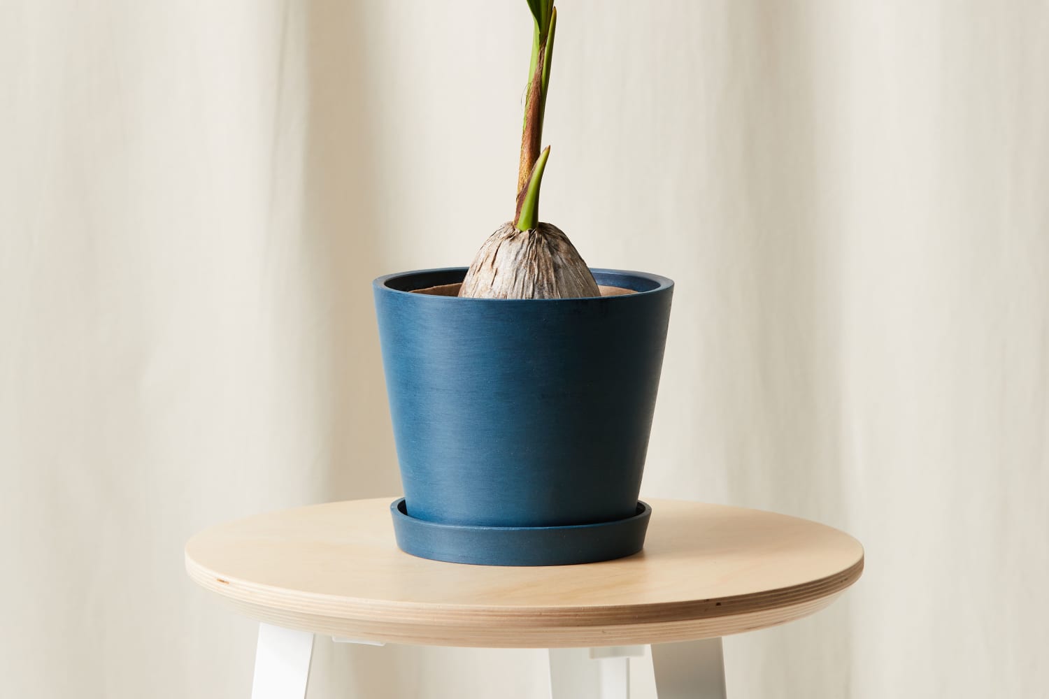 Bloomscape Just Launched a Coconut Palm Plant You Can Grow Indoors ...