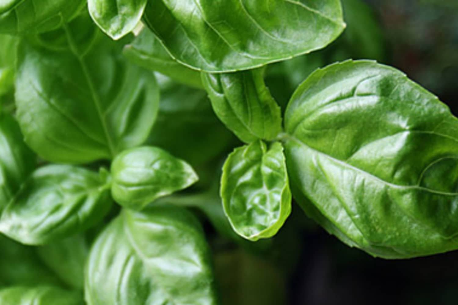 The 4 Best Basil Substitutes for When You’re in a Pinch | The Kitchn