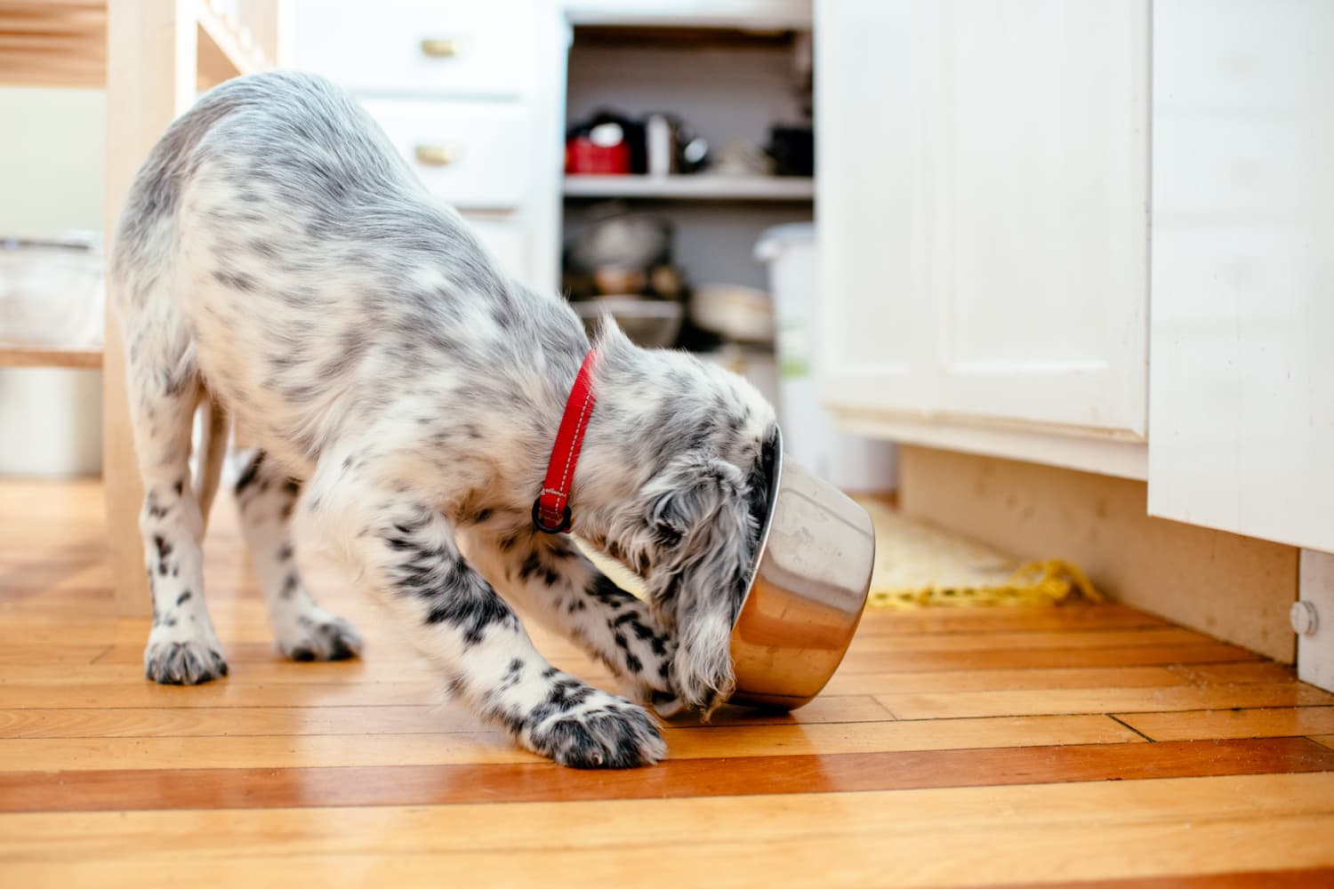 Farmhouse Personalized Small Dog Bowls