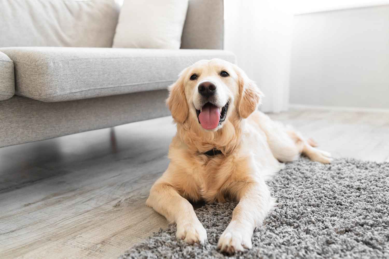 I Asked Pros How to Get That "Dog Smell" Out of My House for Good