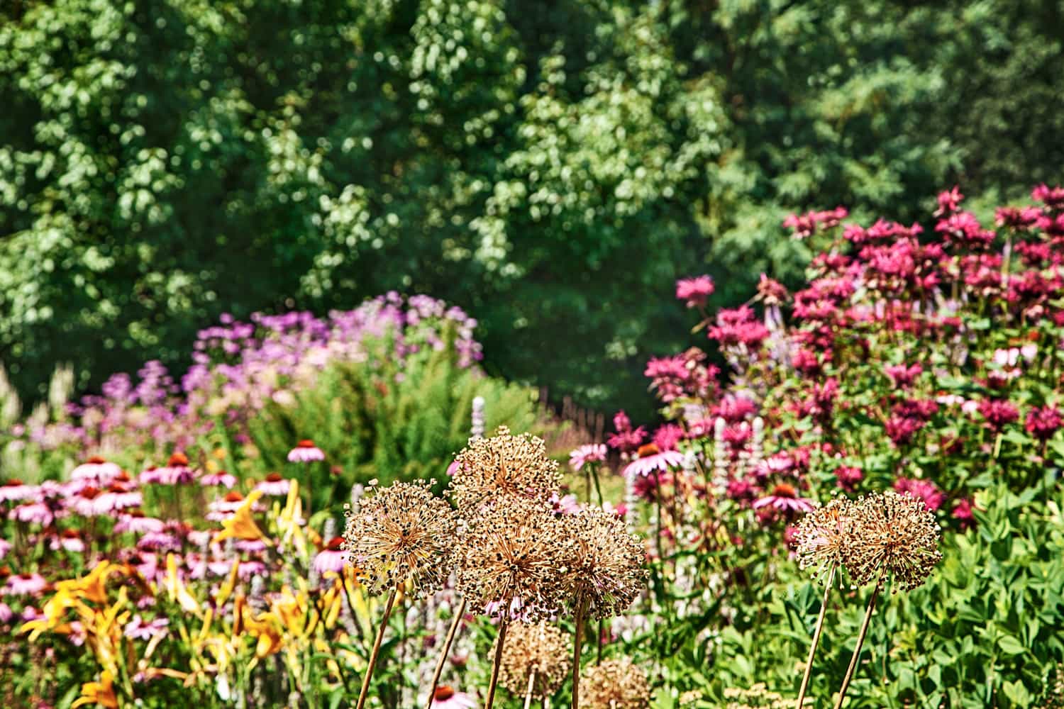 The Surprising Thing to Plant This Fall for a Tasty Harvest Next Spring