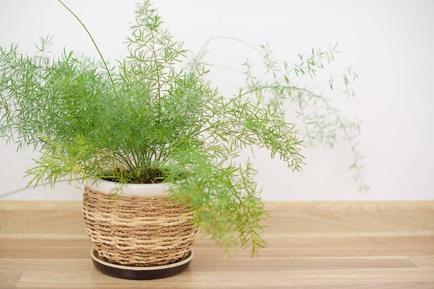 Care Guide for the Asparagus Fern — The Green Mad House