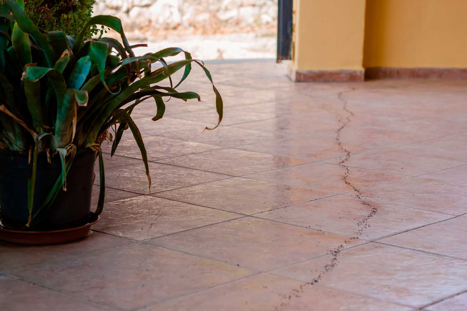 How to Get Rid of Ants Quickly - and 11 Things You Can Do to Keep Them from Coming Back