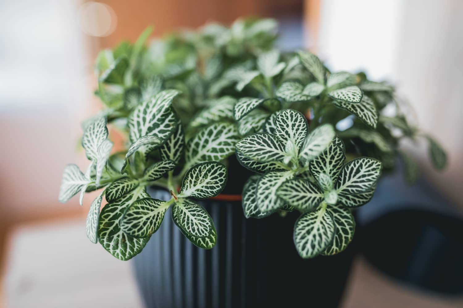 fittonia apartmenttherapy bottlebrush houseplant