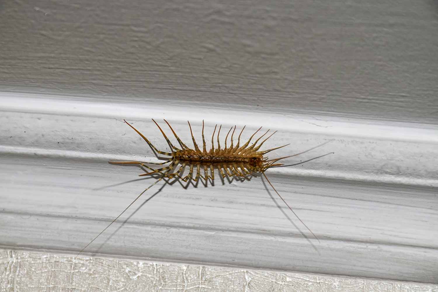 How to Get Rid of Centipedes in Your House Successfully (and Stop Them from Coming Back)