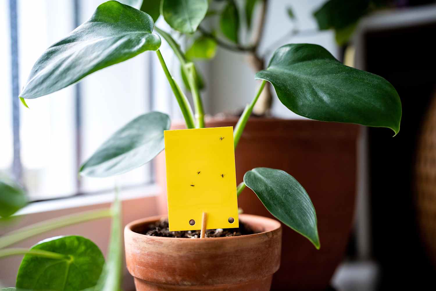 It's Officially Gnat Season. Here's How to Get Rid of These Pesky Insects