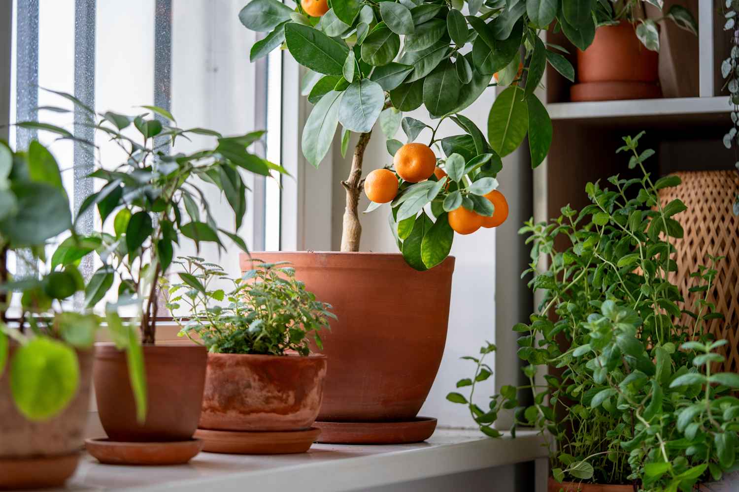 The Controversial Thing Plant Shop Owners Say You Should Never Do