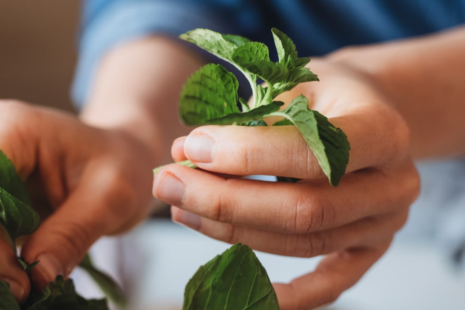 Best Herb Keeper Cole & Mason Herb Keeper Review 2023 The Kitchn