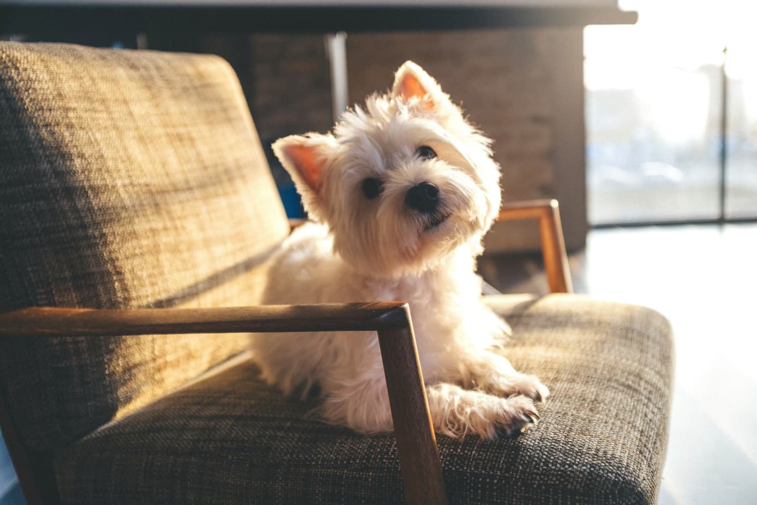 Doggy chair outlet