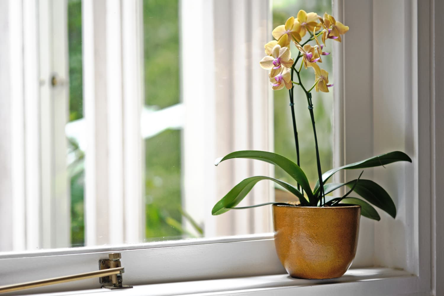 Beginner Orchid Tips Orchid Care Advice for Beginners Apartment Therapy