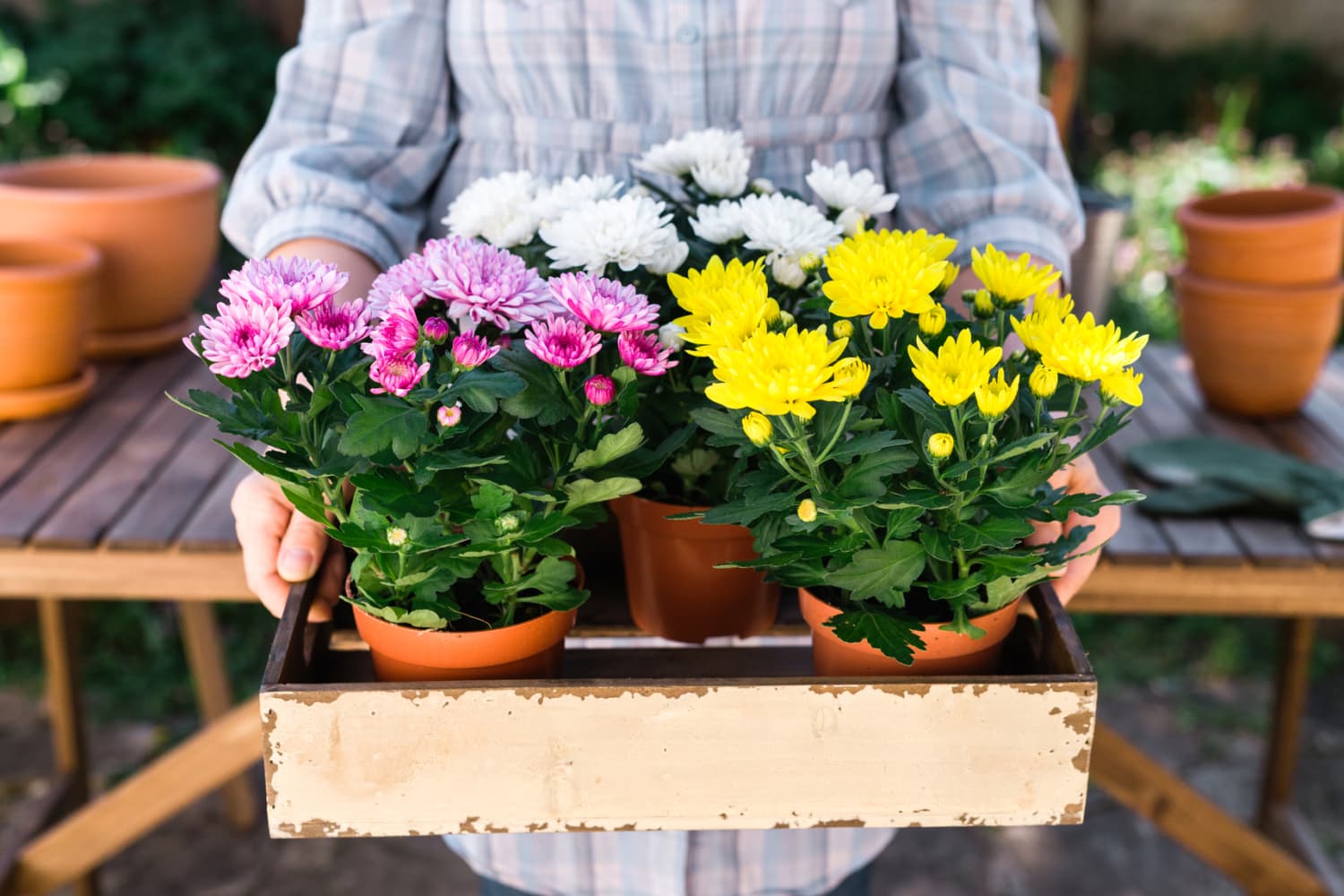 Potted chrysanthemum hot sale