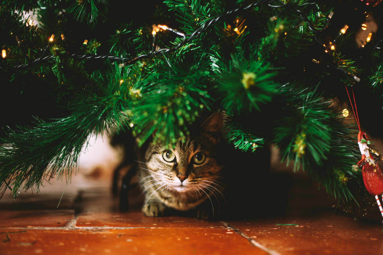 Cat tree top toppers christmas trees