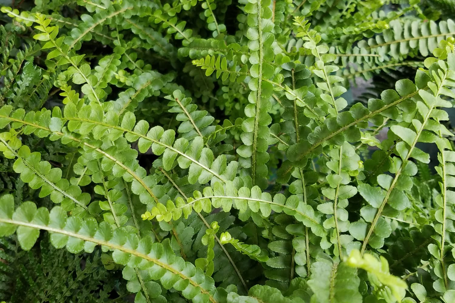 Lemon Button Fern How to Grow this Hardy Plant Apartment Therapy