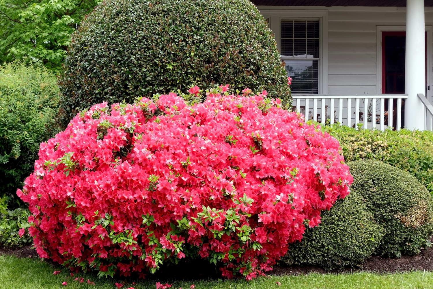 These 7 Plants & Bushes Could Fool You in Listing Photos — Here’s Why