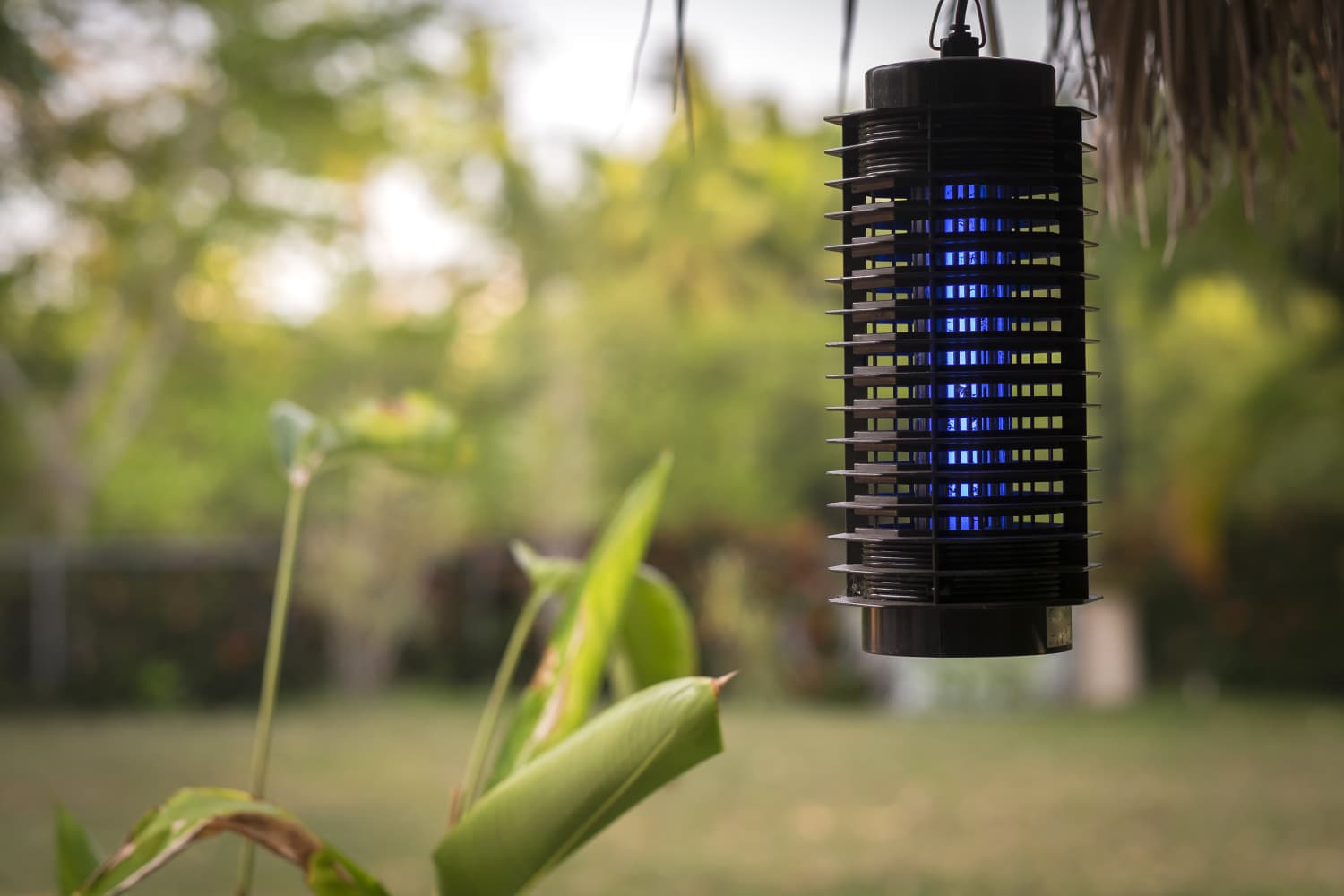This Ingenious  Device Will Stop You from Being a Mosquito Magnet (It’s on Sale!)