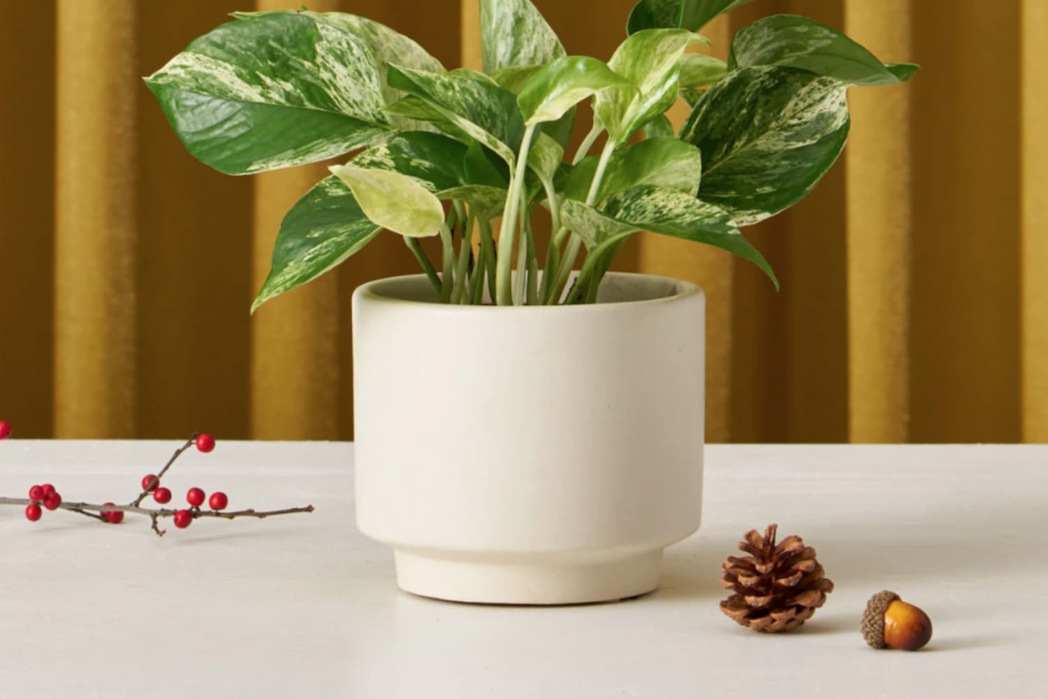 PSA The Sill Has an Early Black Friday Sale on a Pothos