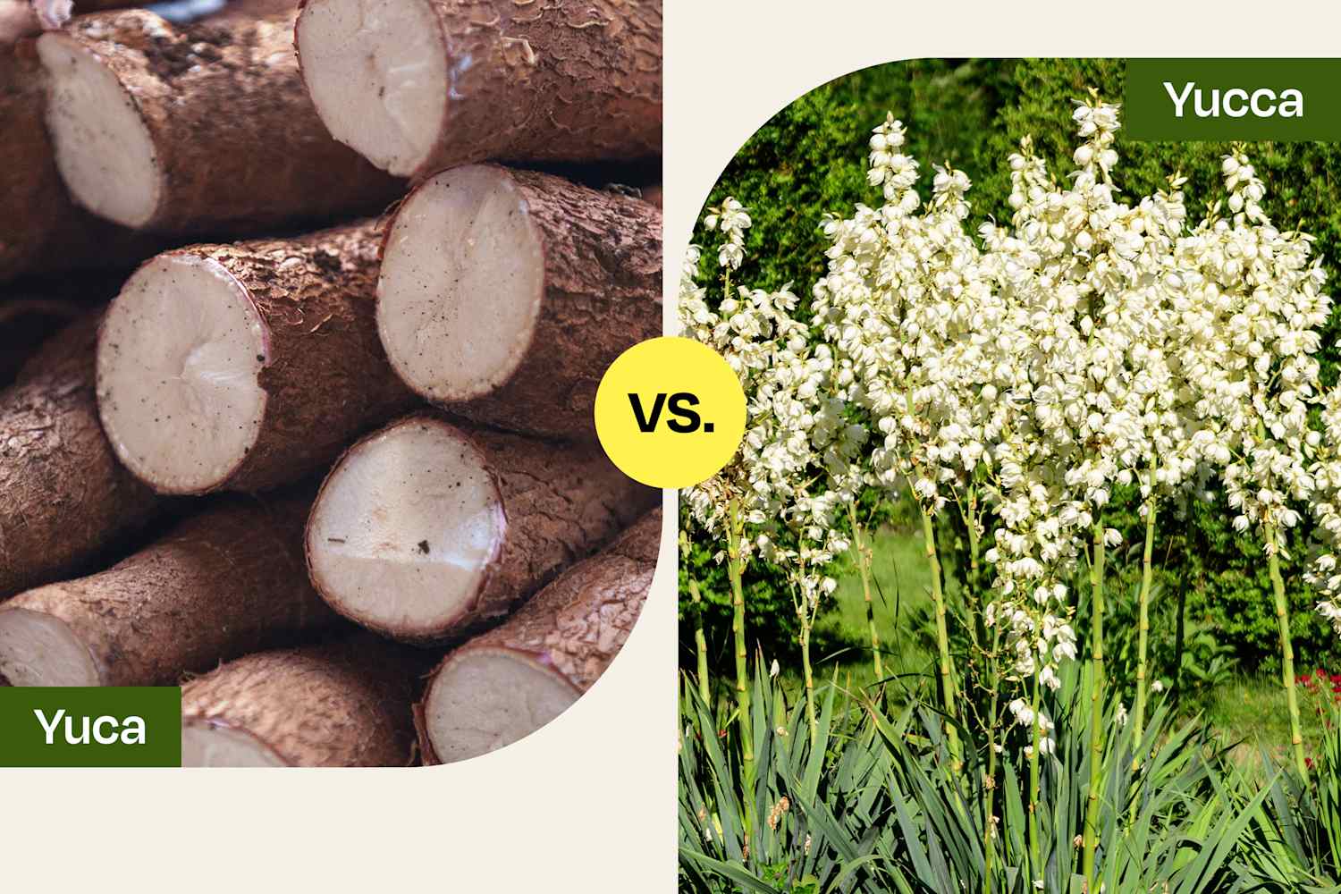 yucaページ Yuca vs. Yucca: What's the Difference? | The Kitchn