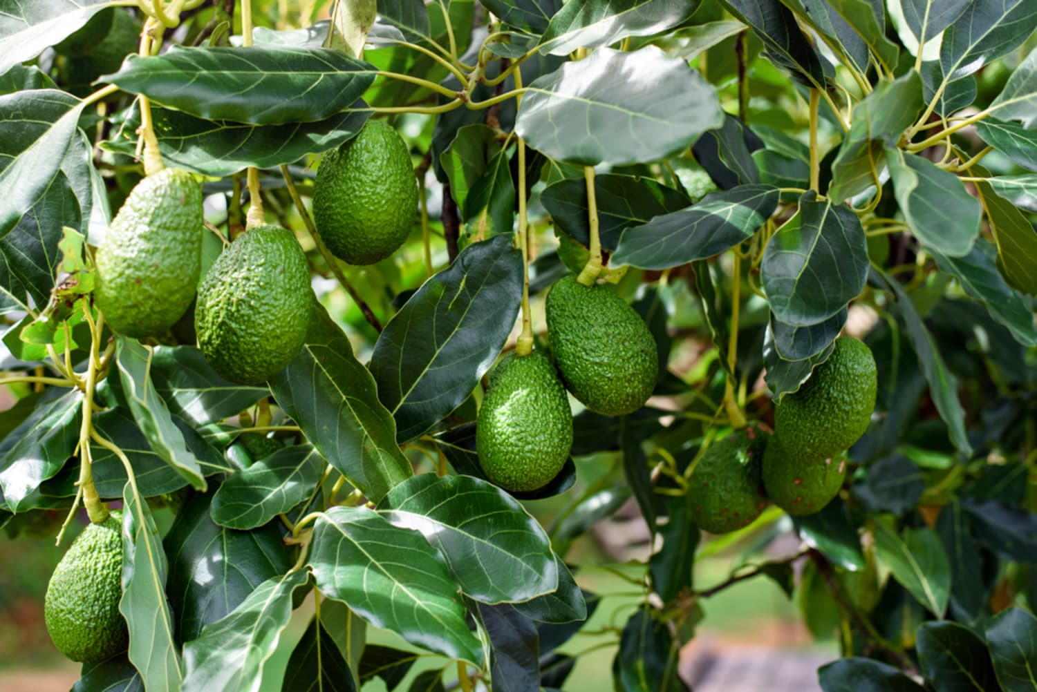 avocado-tree-growing-kit-on-amazon-apartment-therapy