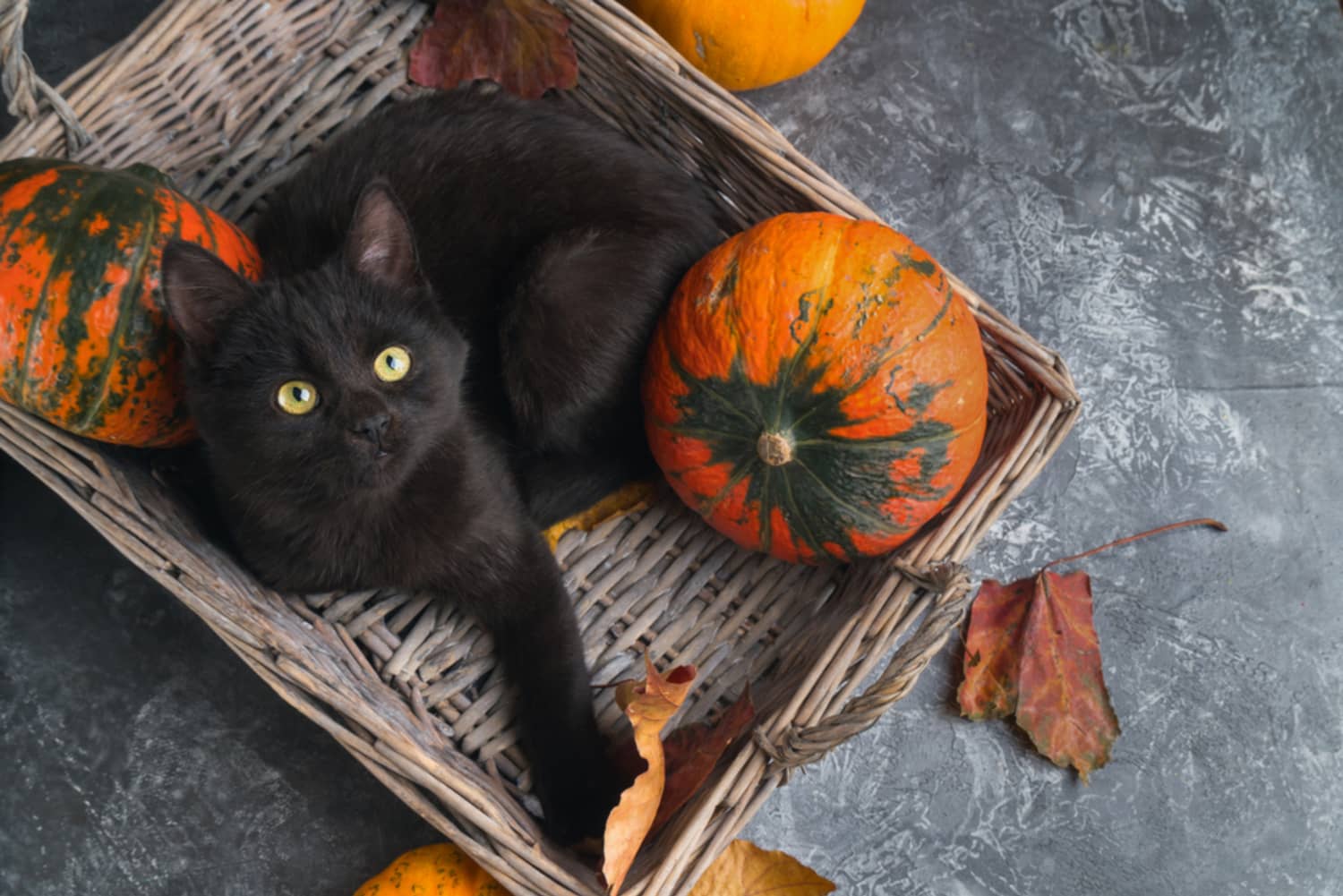 This Pumpkin Cat Bed Lets Your Kitty Celebrate Halloween | Apartment