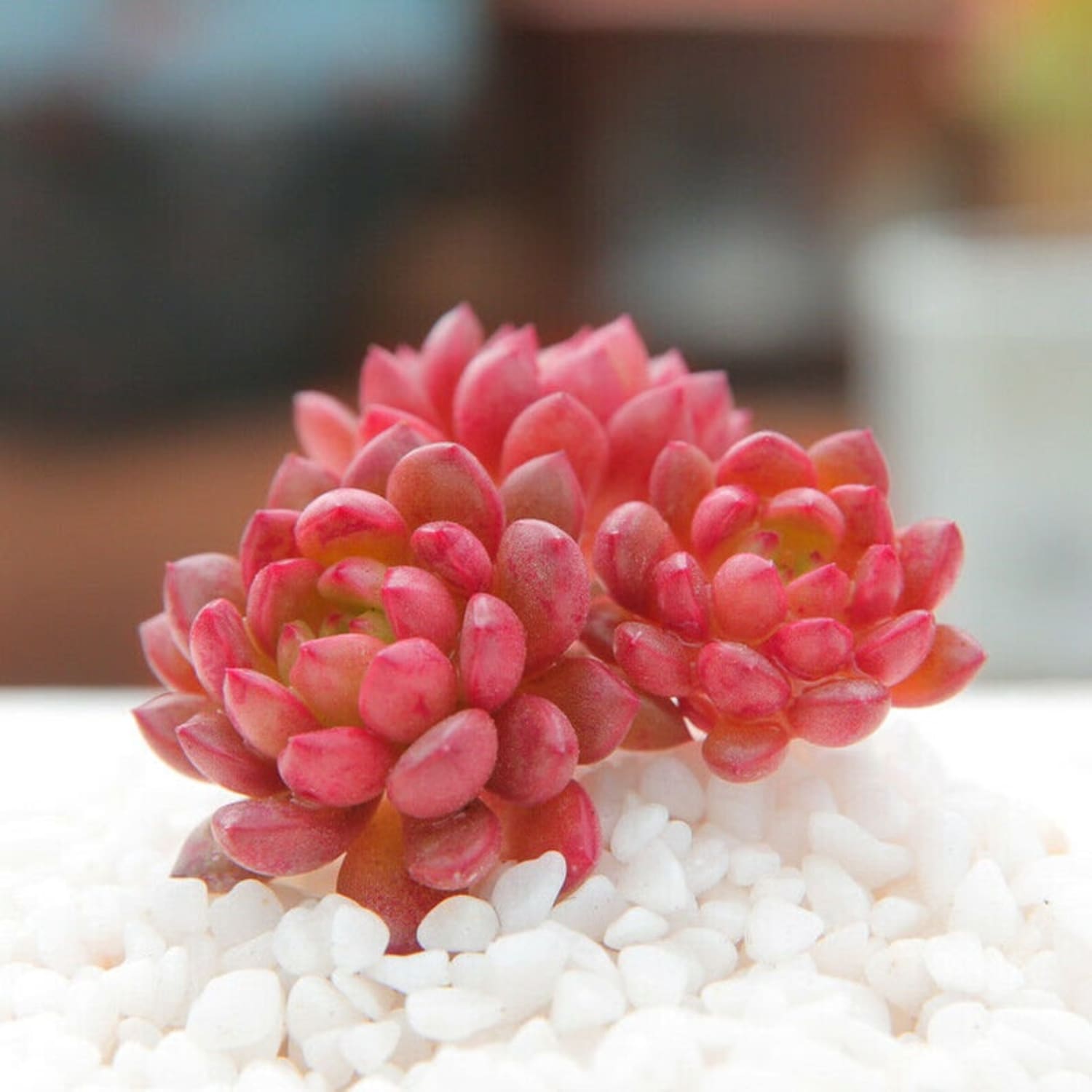 Pink Ruby Succulent | Apartment Therapy