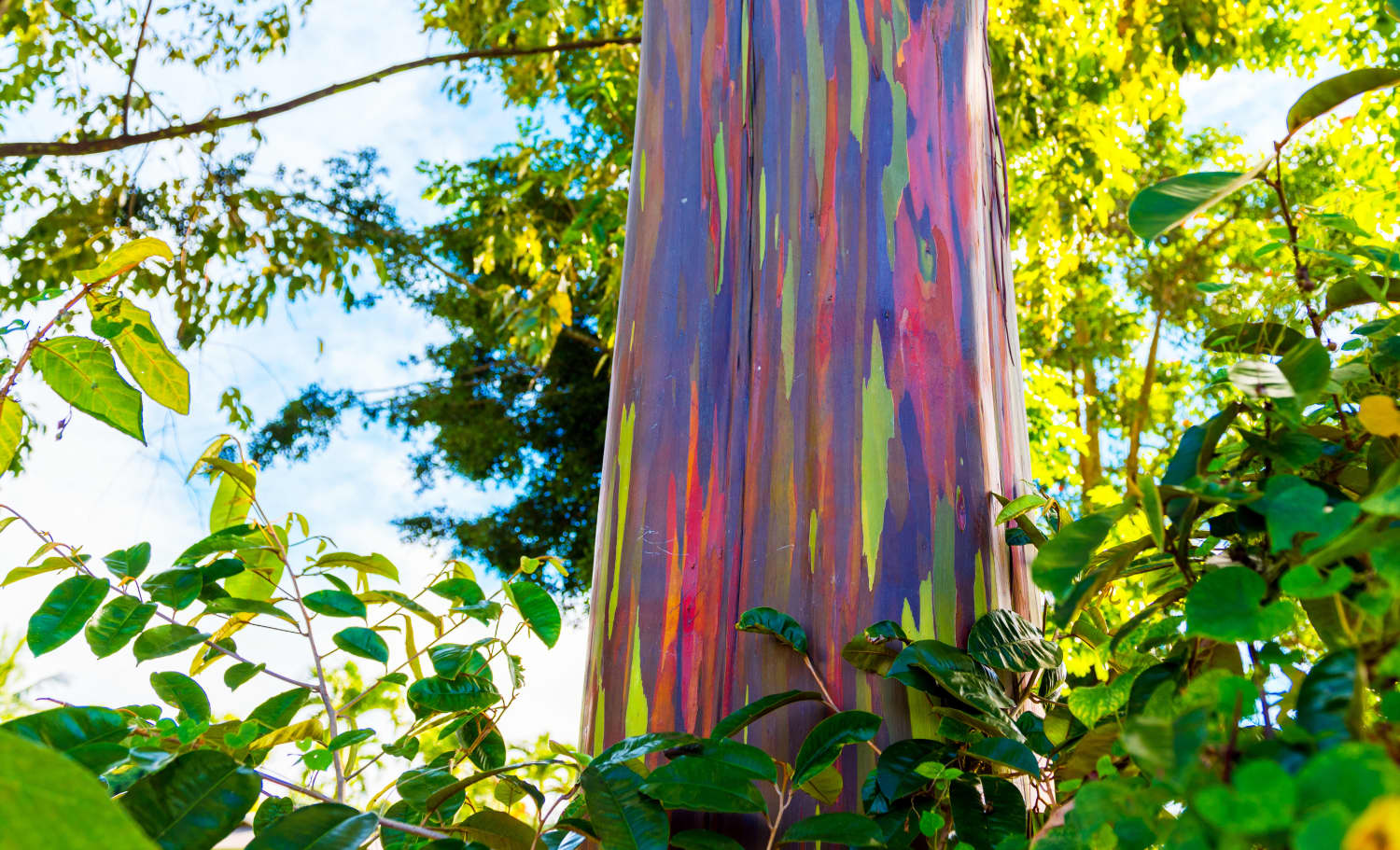 Rainbow Eucalyptus Tree Apartment Therapy