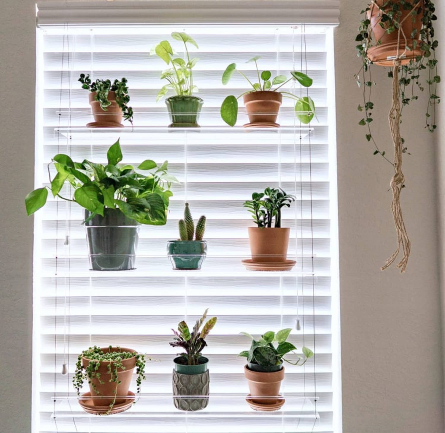 window shelf plant plants shelves hanging etsy clear indoor apartment windows grow