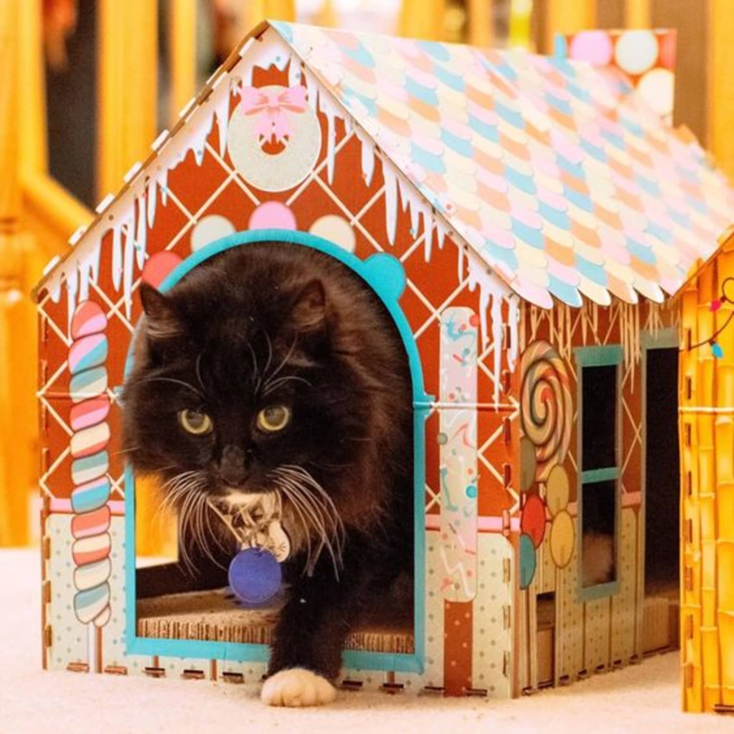 gingerbread cat house