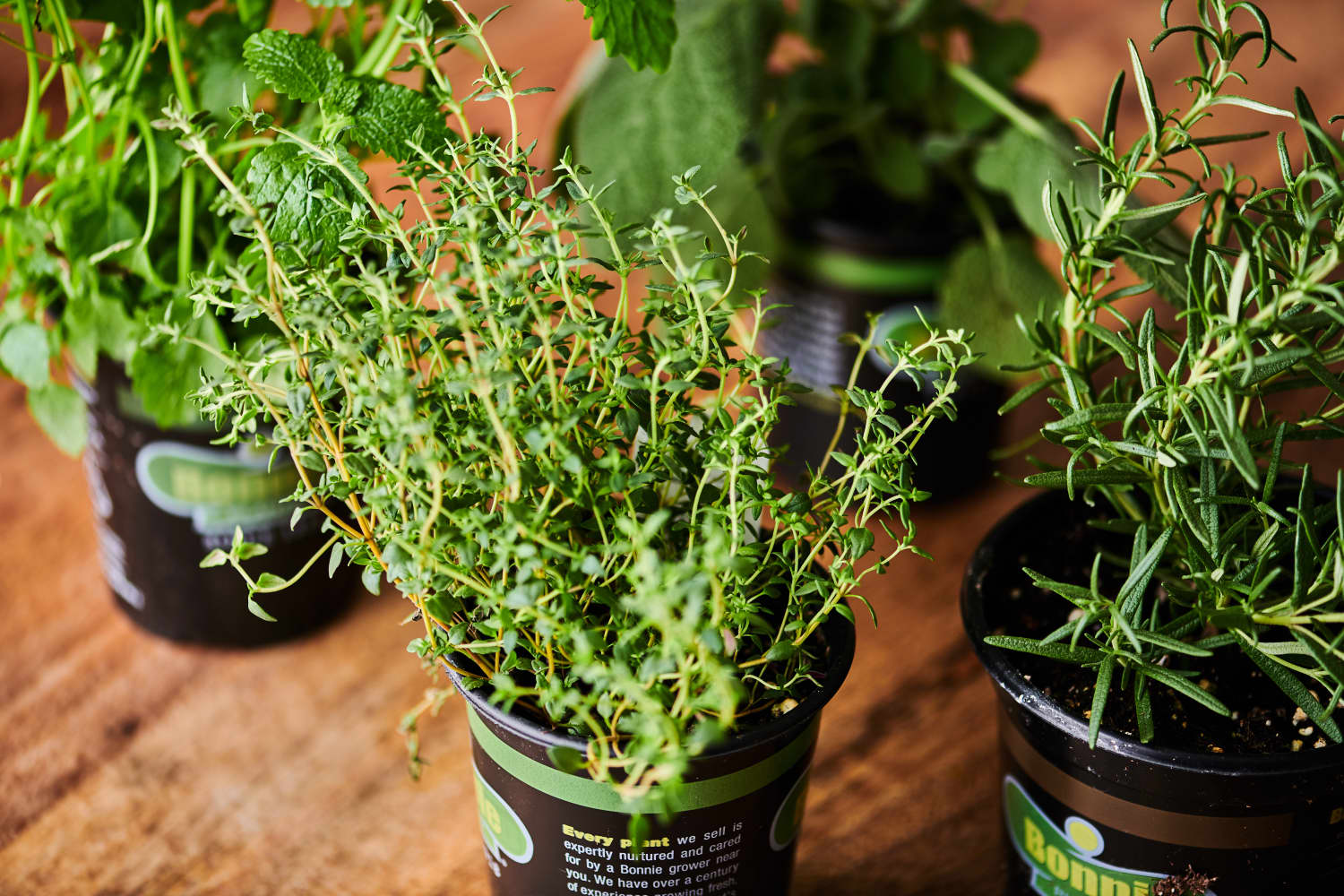 Tips for Buying Potted Herbs at the Grocery Store Kitchn