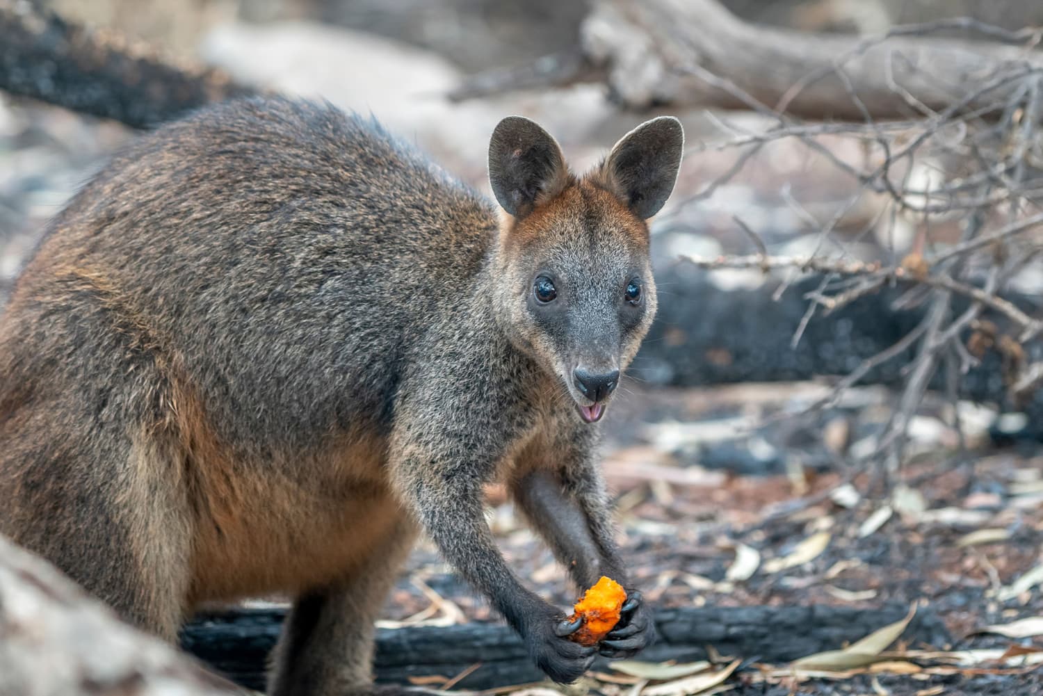 Australia Helps Endangered Animals Affected by Wildfires