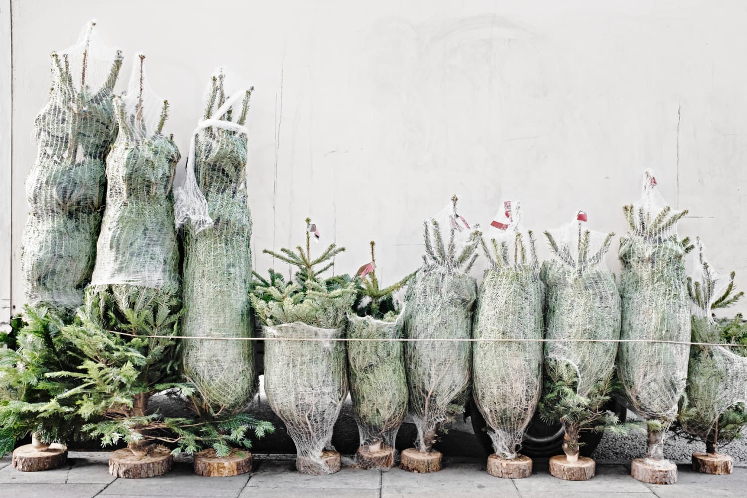 How to Remove Sticky Tree Sap from Hands Get Christmas Tree Sap off