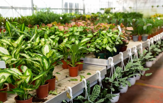 3 Signs You Might Be Able to Bring a Sale Rack Houseplant Back from the "Dead"