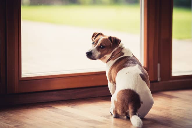 This TikToker’s Kitchen Cabinets Have a Built-In Marble Feeding Station for the Dog
