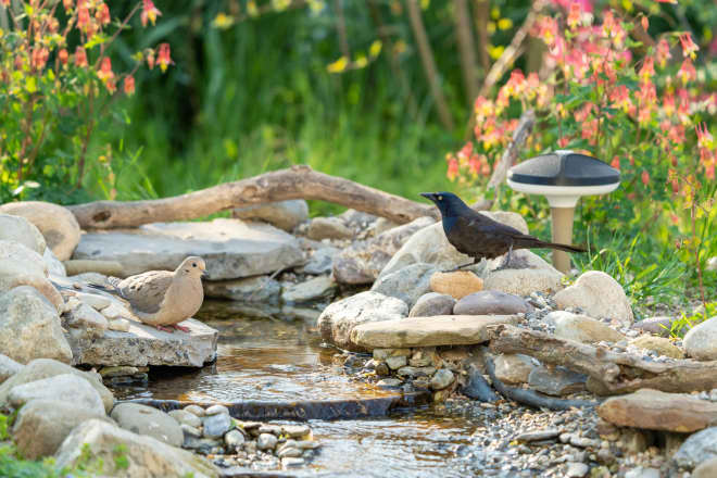 This Device Can Identify The Birds That Visit Your Yard
