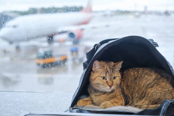 This Cat Went Viral For Escaping His Carrier Mid-Flight